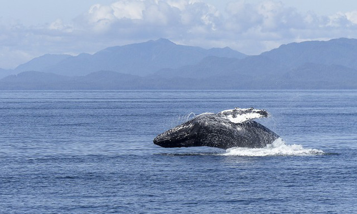 Il whale watching in Norvegia: un’esperienza indimenticabile Forexchange